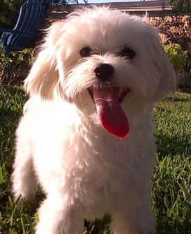 maltese-outside-on-grass